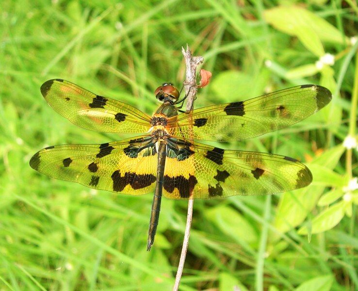 File:Rhyothemis variegata.jpg