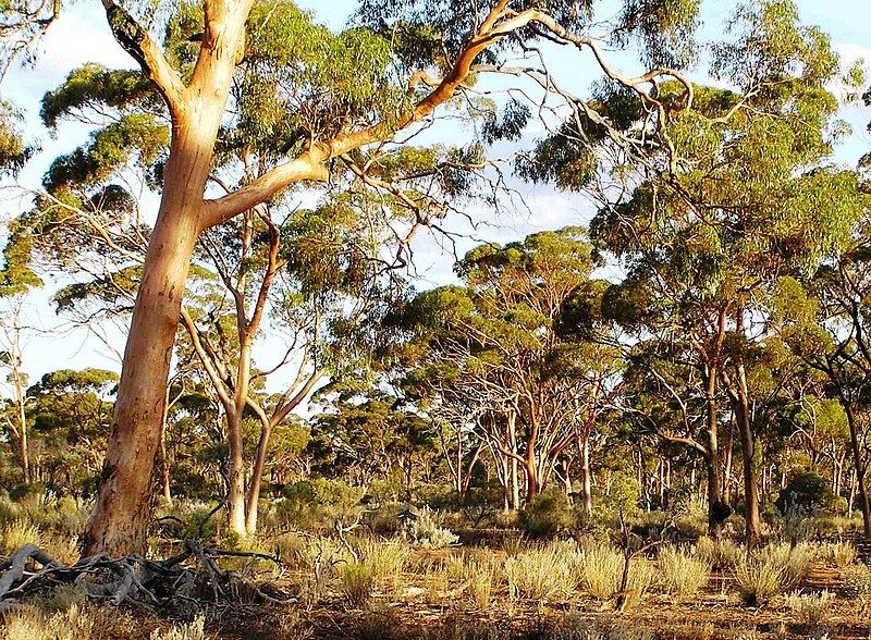 File:Salmon gum woodland.jpg