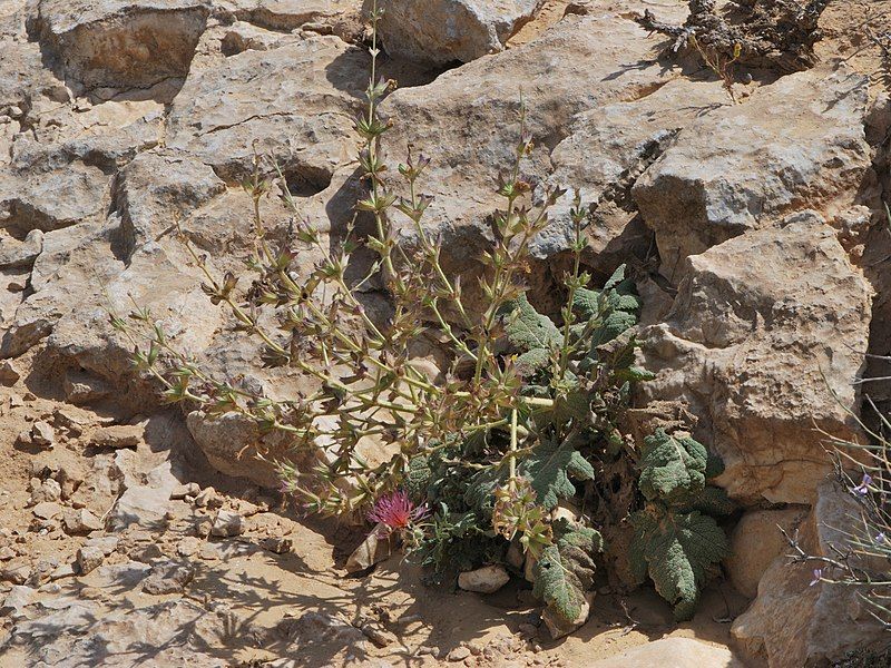 File:Salvia palaestina 1.jpg