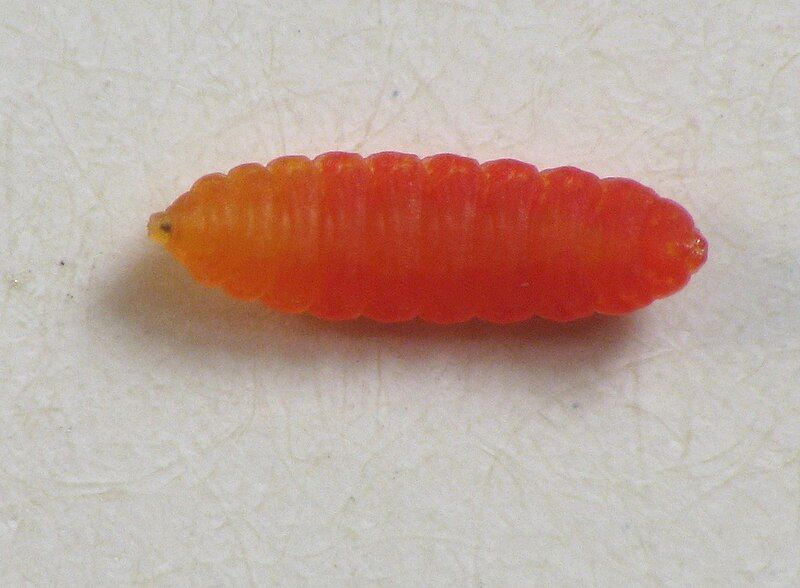 File:Schizomyia racemicola larva.jpg