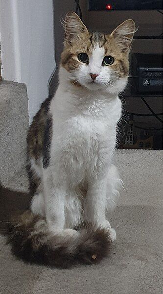 File:Semi-Longhaired-Ginger-Black-White-Torbie.jpg