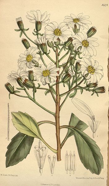 File:Senecio kirkii 139-8524.jpg