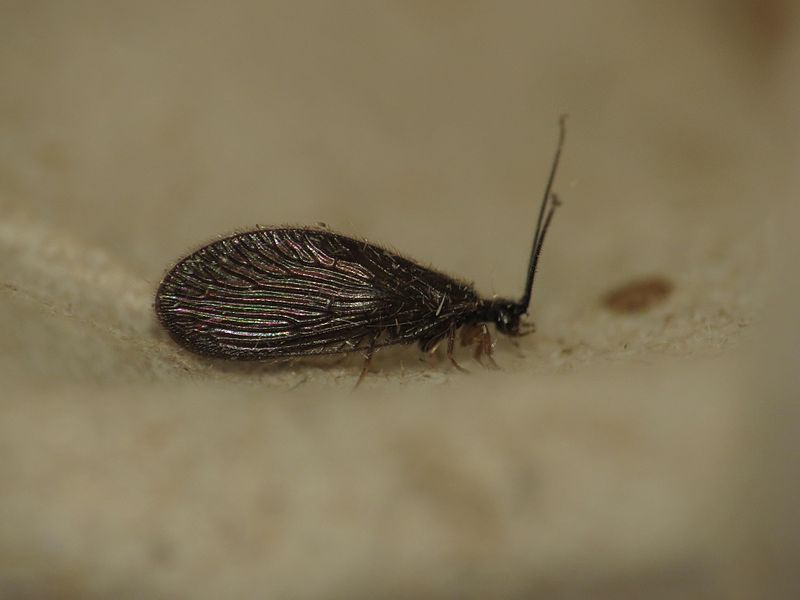 File:Sisyra nigra (14782982004).jpg