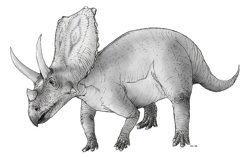 File:Sketch chasmosaurus.jpg