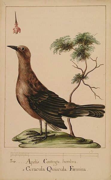 File:Slender-billed Grackle.jpg