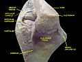 Elbow joint. Deep dissection. Posterior view.