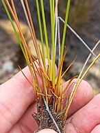 Bases of flowering stems (culms)