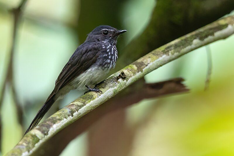 File:Spotted Fantail 0A2A7792.jpg