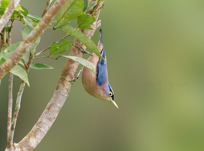 File:Sulfur-billed Nuthatch crop.jpg