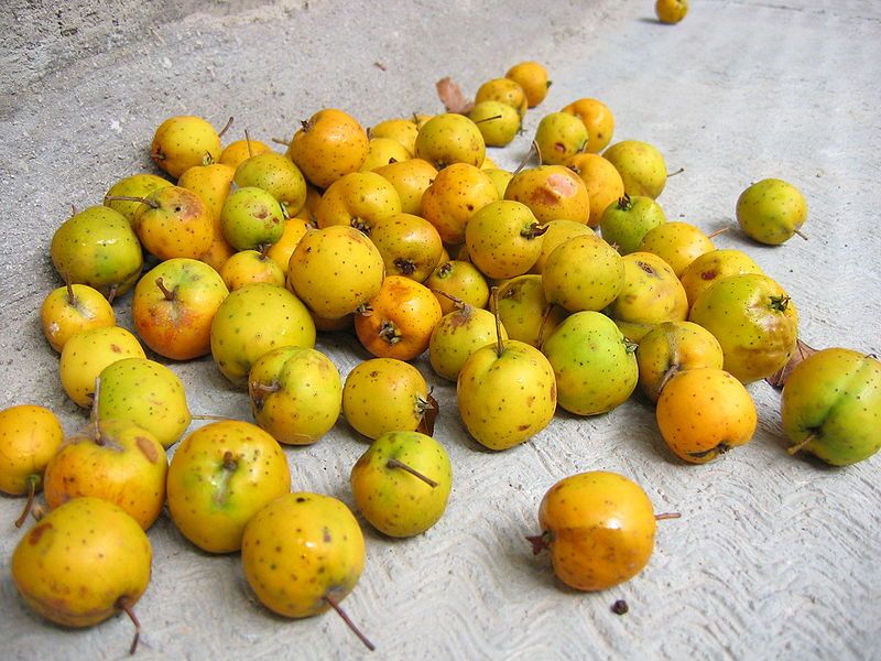 File:Tejocotes2.jpg