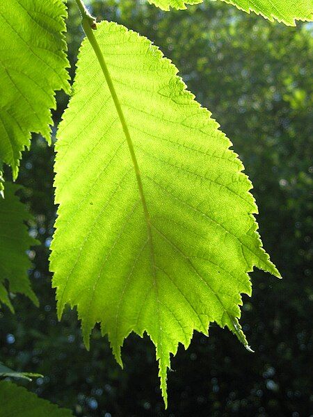 File:Ulmus laciniata leaf.jpg