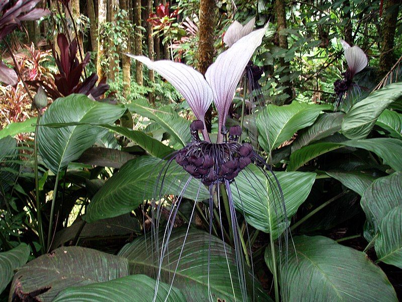 File:White bat flower.jpg