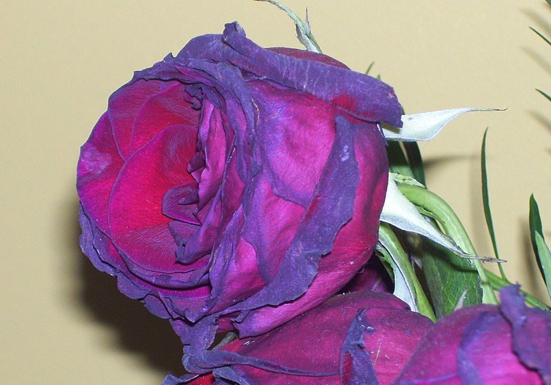 File:Wilted rose.JPG