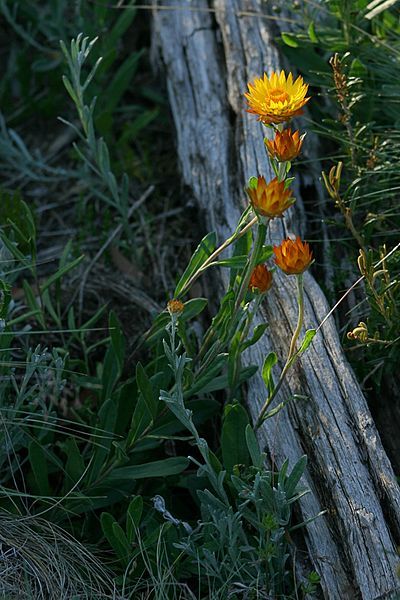 File:Xerochrysum subundulatum plant.jpg