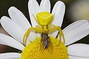 Yellow Crab Spider by Termauri