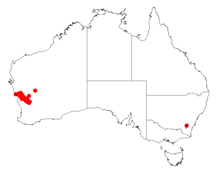 File:Acacia longiphyllodineaDistMap552.png