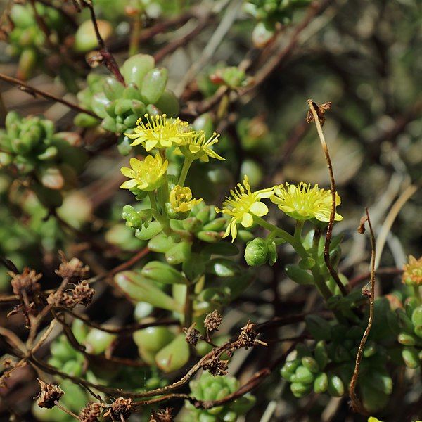 File:Aeonium sedifolium-IMG 3468.jpg