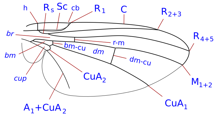 File:Agromyzinae wing veins.svg