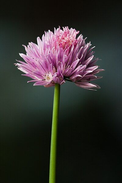 File:Allium schoenoprasum-002.jpg