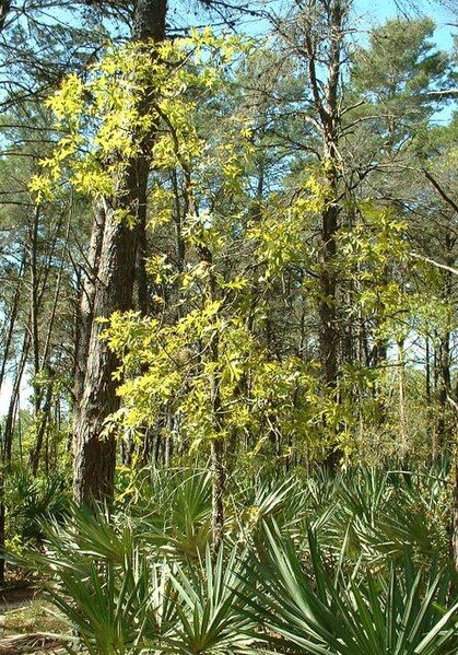 File:AmericanTurkeyOakTree.jpg