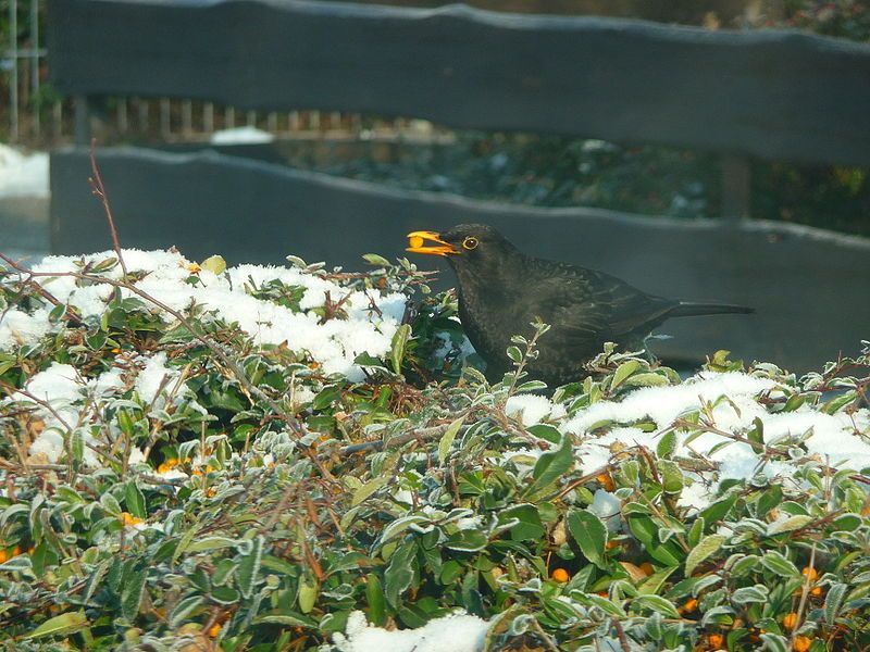 File:Amsel mit Beere.JPG