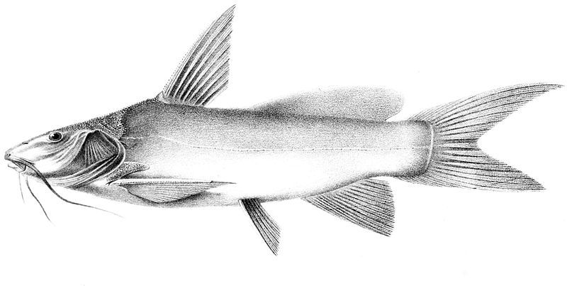 File:Ancharius fuscus 2.jpg