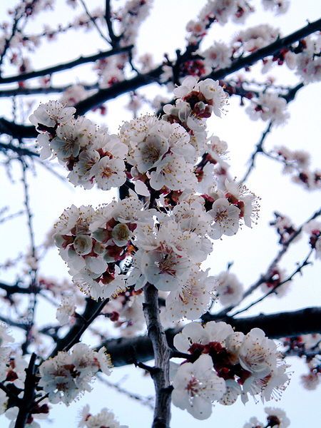 File:Apricot blossom detail2.jpg