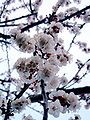 Another detail of apricot blossoms