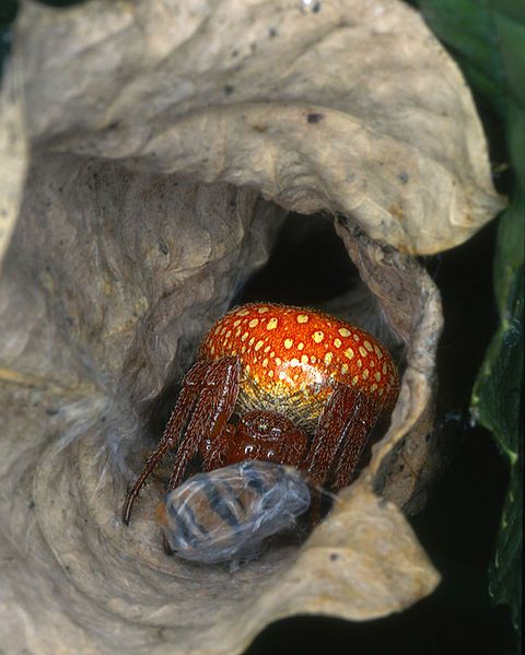 File:Araneus alsine1.jpg