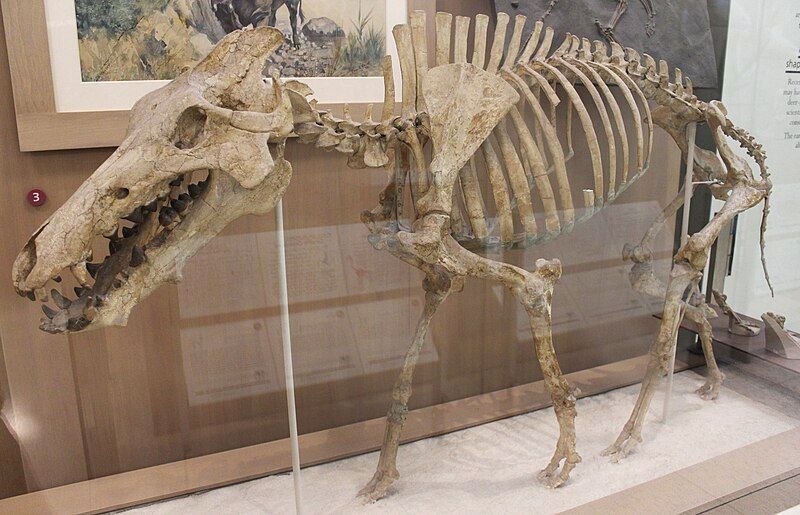 File:Archaeotherium AMNH.jpg