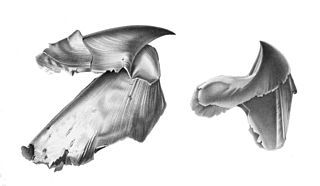 #[3] (18/7/1895) Two-part beak of an undetermined squid (Joubin, 1900:pl. 14 figs. 1–2), identified as possibly Architeuthis by Joubin (1900) and as non-architeuthid by Pfeffer (1912)