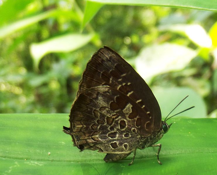 File:Arhopala bazaloides-Tamil Oakblue.jpg