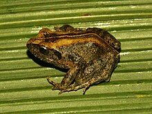 Side view of a frog on a leaf