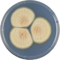 Aspergillus petrakii growing on CYA plate