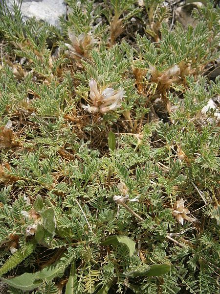 File:Astragalus sempervirens 001.JPG