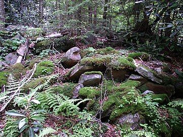 Bazzania trilobata on rocks in Tsuga canadensis forest at the sods