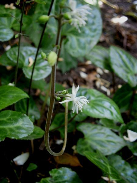 File:Beesia calthifolia 004.jpg