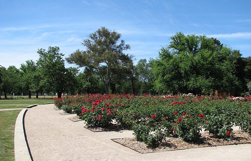 File:Benalla roses.jpg