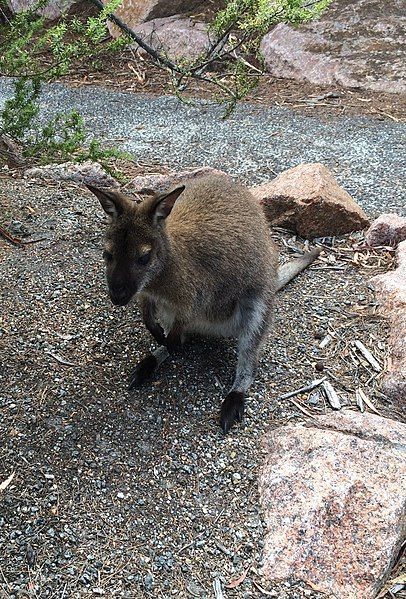 File:Bennetts Wallaby Freycinet.jpg