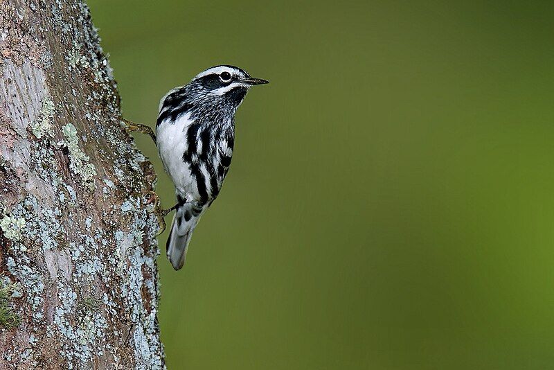 File:Black-and-white-warbler-1.jpg