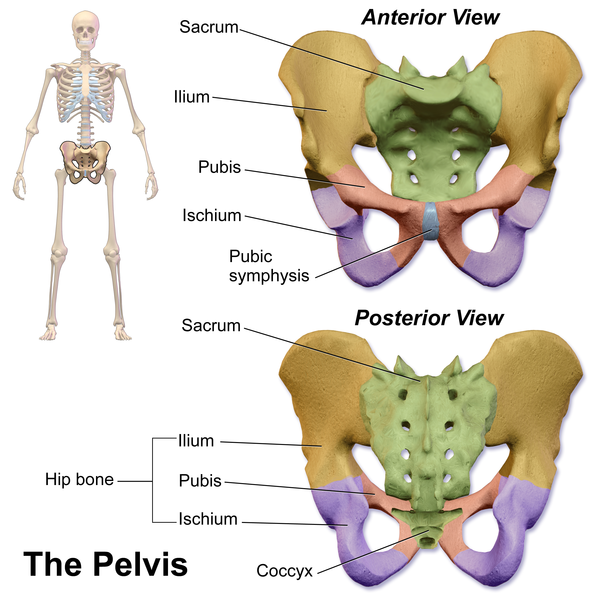 File:Blausen 0723 Pelvis.png