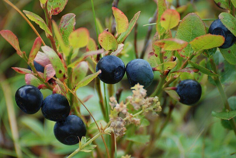 File:Blueberries-Littleisland.jpg