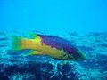 The Spanish hogfish