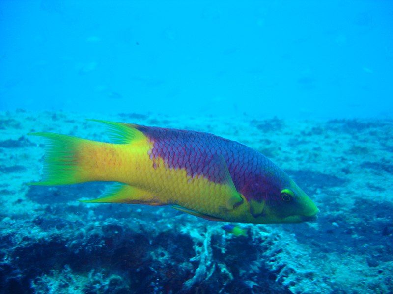 File:Bodianus rufus.jpg