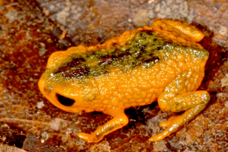 File:Brachycephalus fuscolineatus.png