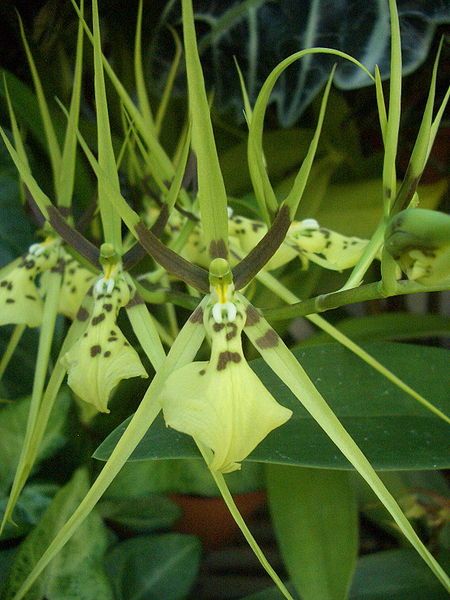 File:Brassia gireoudiana flowers.jpg