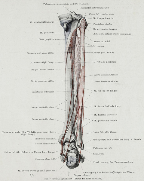 File:Braus 1921 295b.png