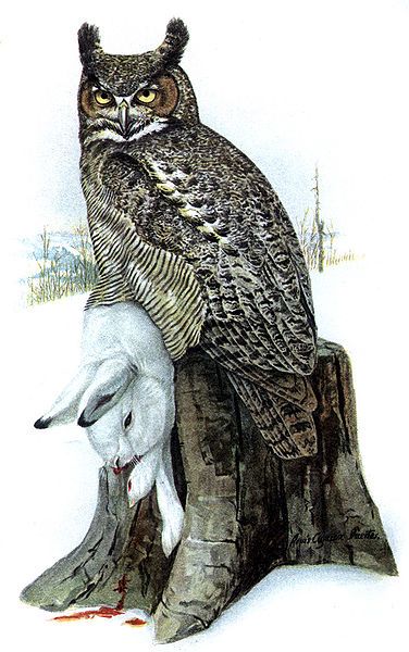 File:Bubo virginianusDO1908P01CA.JPG