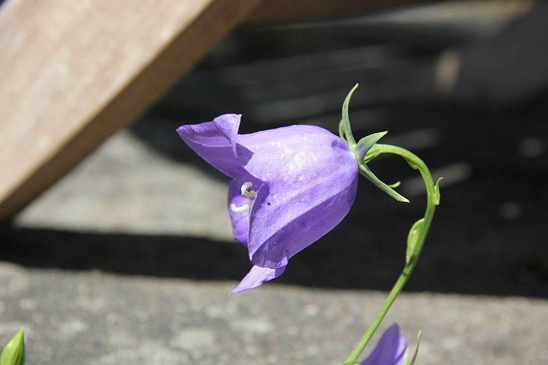 File:Campanula rotundifolia Aachen.jpg