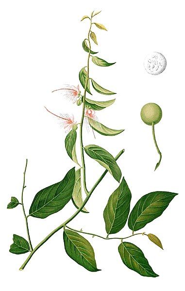 File:Capparis micracantha Blanco1.178-cropped.jpg